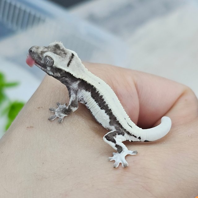 Lilly Axanthic