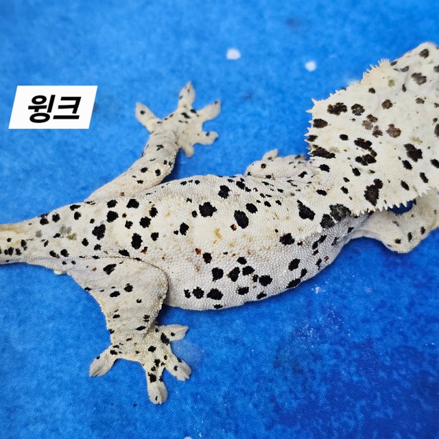 Super Dalmatian