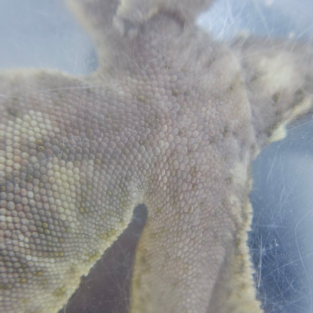 100% Het Axanthic White Spot