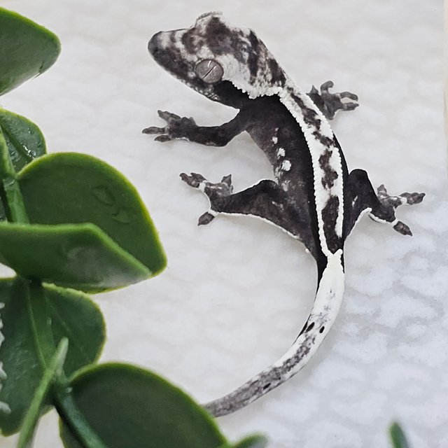Axanthic