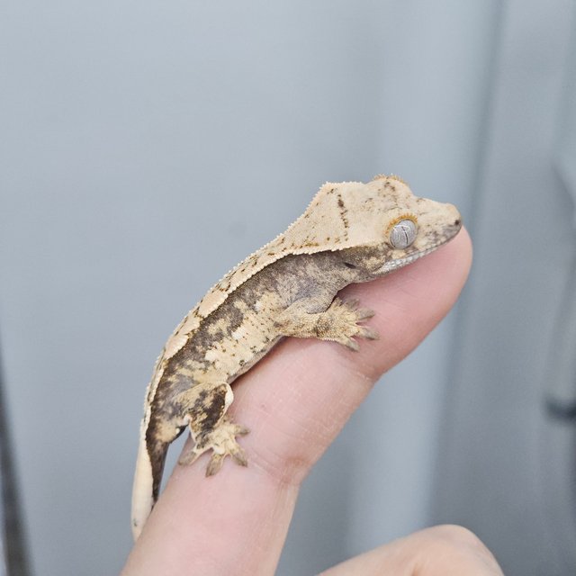 100% Het Axanthic