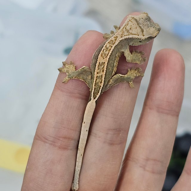 Full Pinstripe Quad 100% Het Axanthic