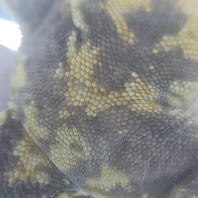 노멀 트라이 드리피 화이트스팟 익스트림할리퀸