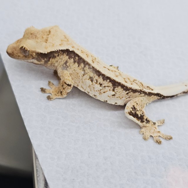 노멀 드리피 화이트스팟 쿼드 풀핀