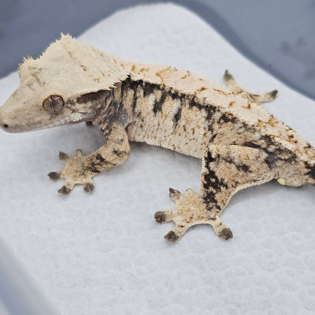 노멀 트라이 드리피 화이트스팟