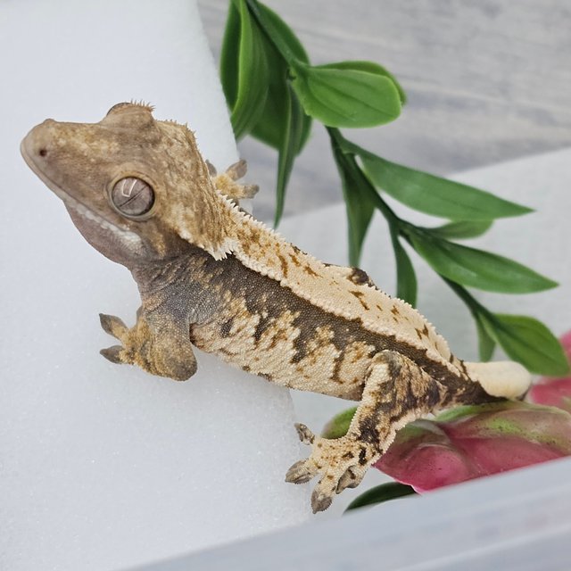 노멀 트라이 화이트스팟