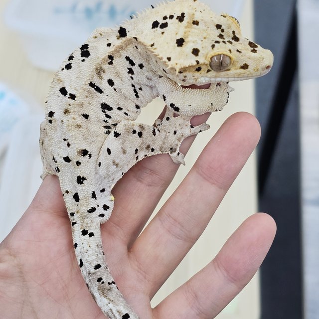 Super Dalmatian