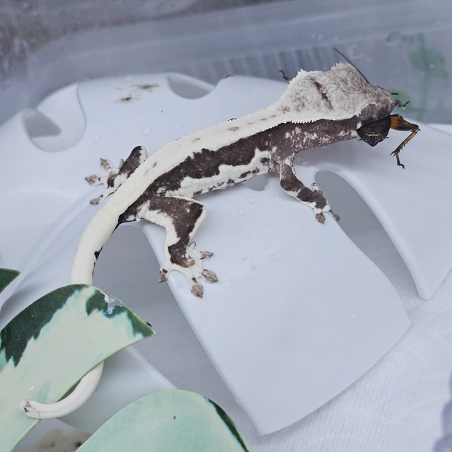Lilly Axanthic