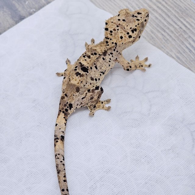 Super Dalmatian Dalmatian