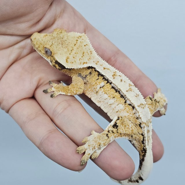 Normal White Spot Drippy