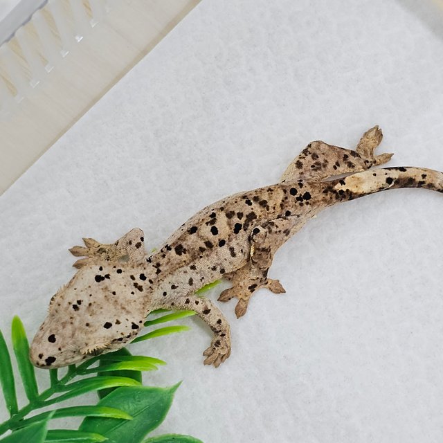 Super Dalmatian