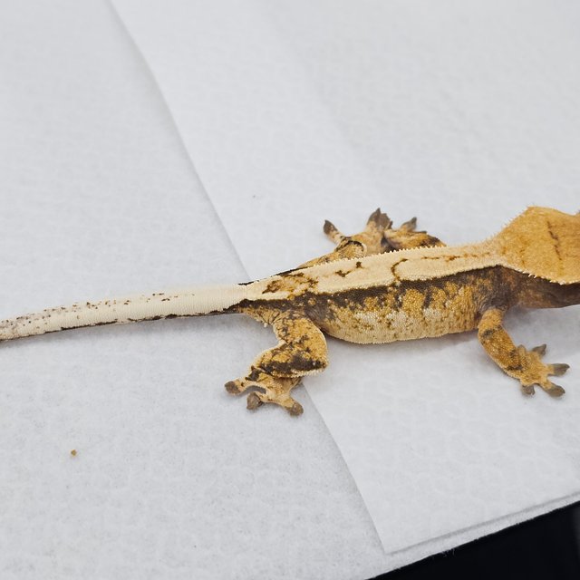 노멀 드리피 쿼드 화이트스팟