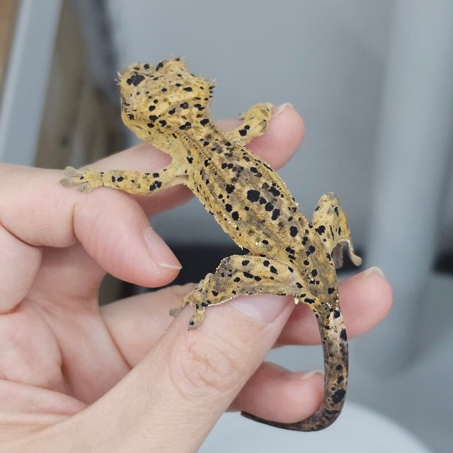 Super Dalmatian
