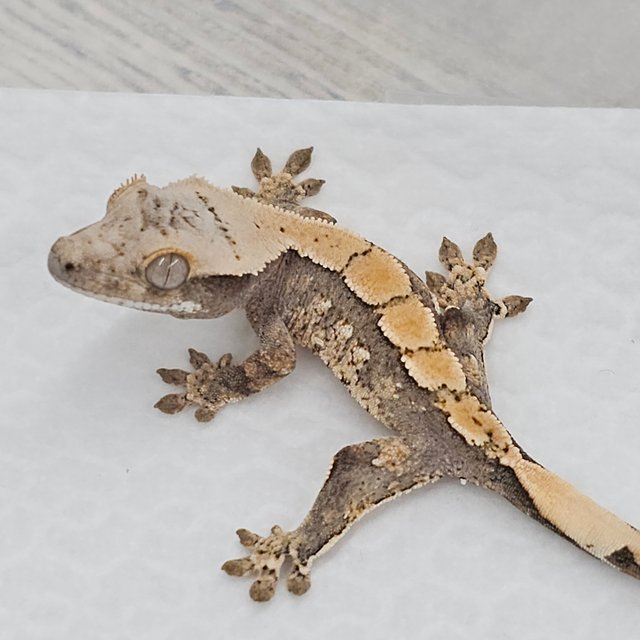 노멀 화이트스팟