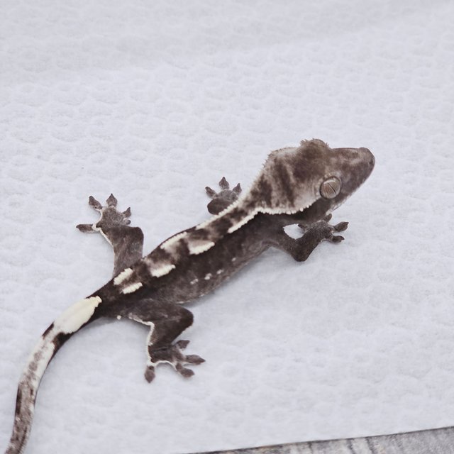 Axanthic