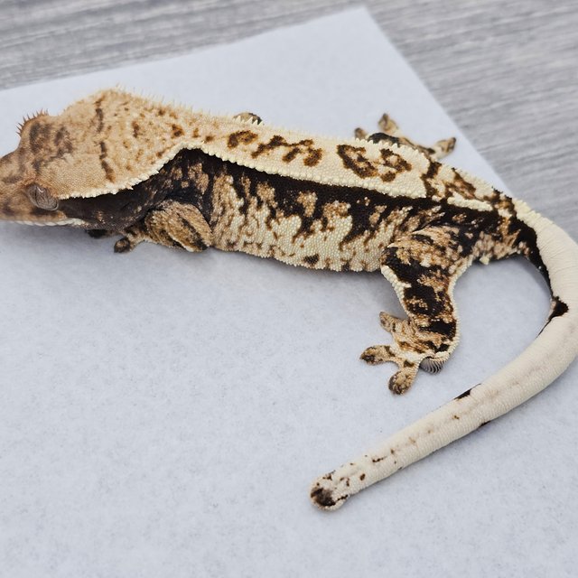 노멀 트라이 텐저린