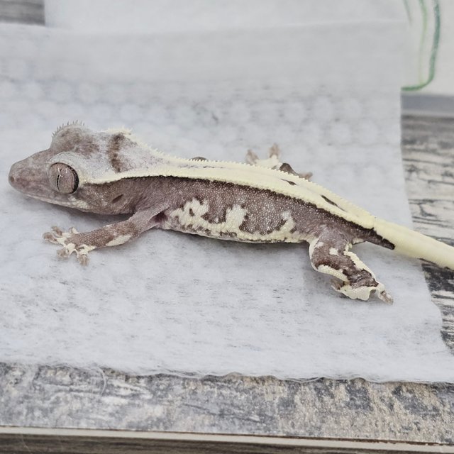 Lilly Axanthic