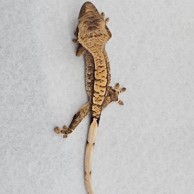 노멀 화이트스팟