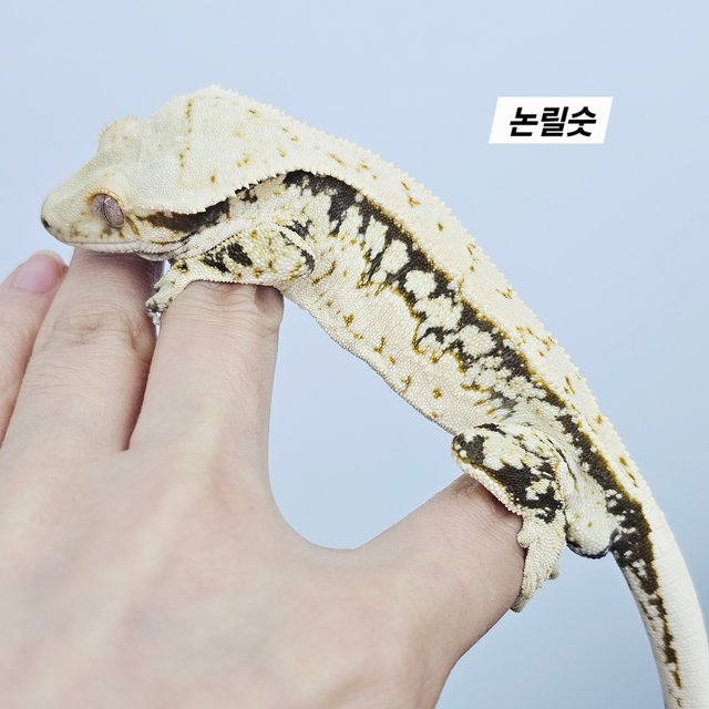 노멀 쿼드 풀핀 화이트