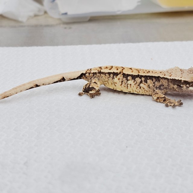 노멀 드리피 화이트스팟