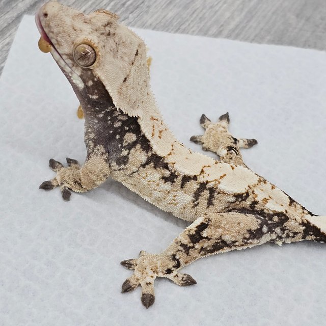 노멀 트라이 드리피 화이트스팟