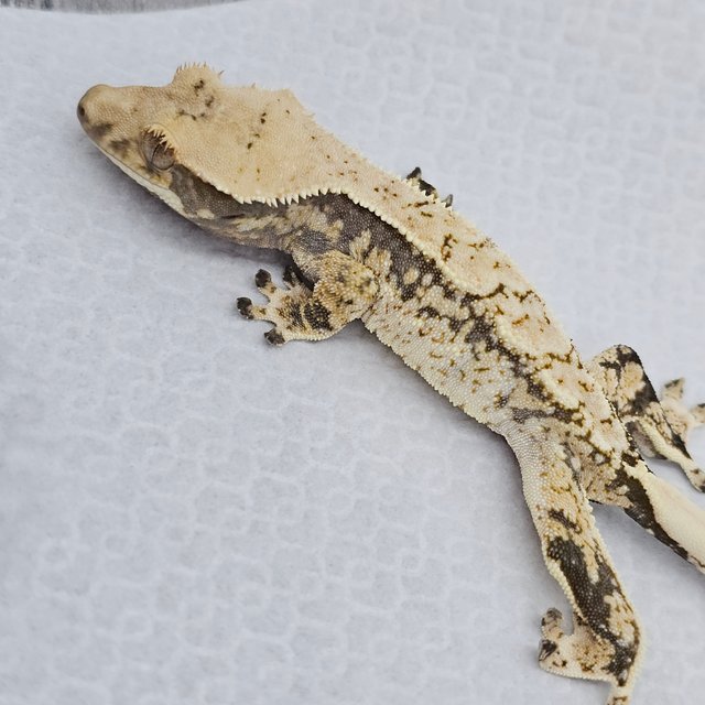 노멀 드리피 화이트스팟