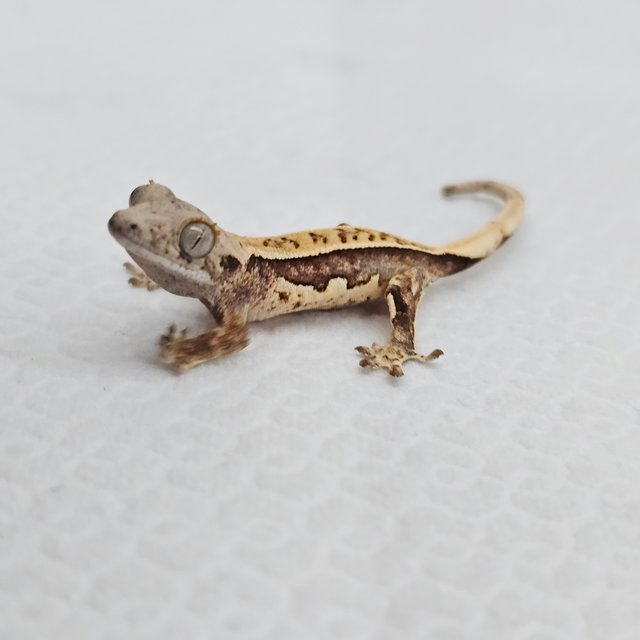 노멀 풀핀 핀스트라이프