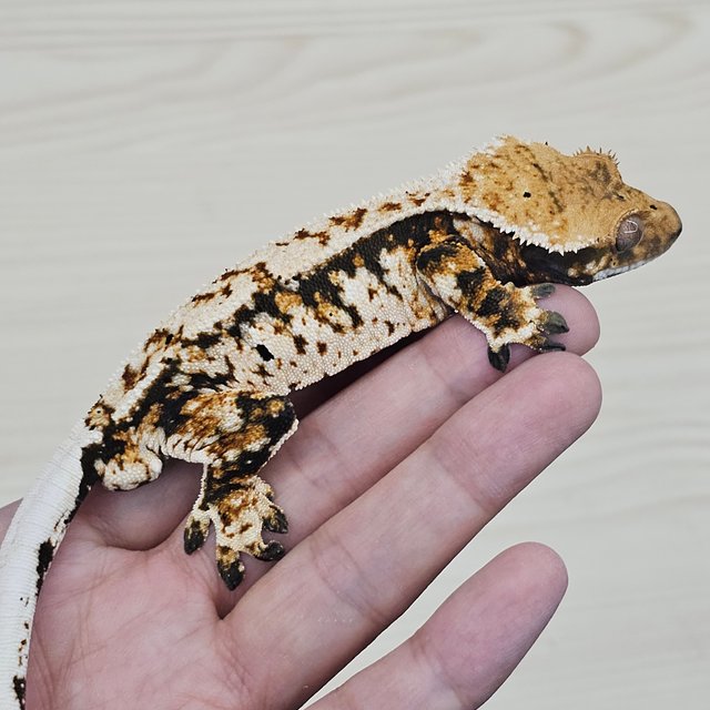 Normal Tangerine Tri