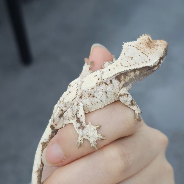 White Sable Black Drippy