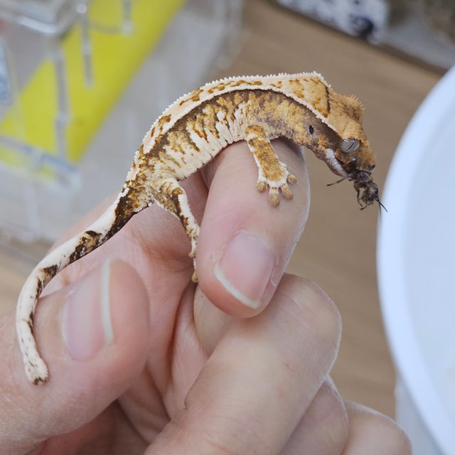 Tri Normal White Crown White Spot