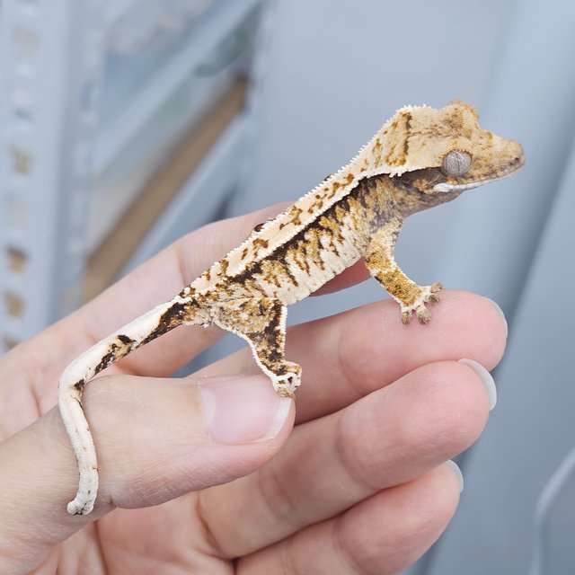 Normal White Spot Tri White Crown