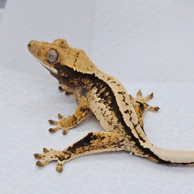 노멀 쿼드 화이트스팟