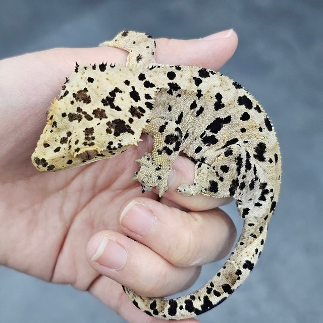 Super Dalmatian