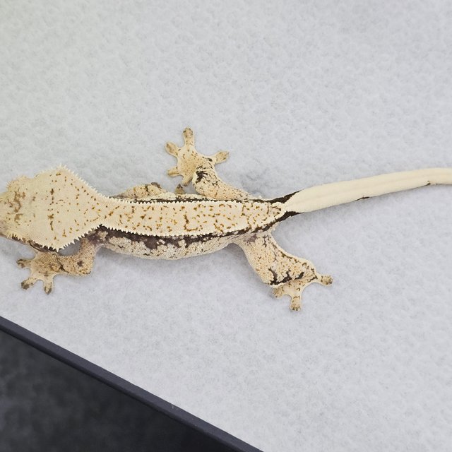 노멀 드리피 화이트스팟