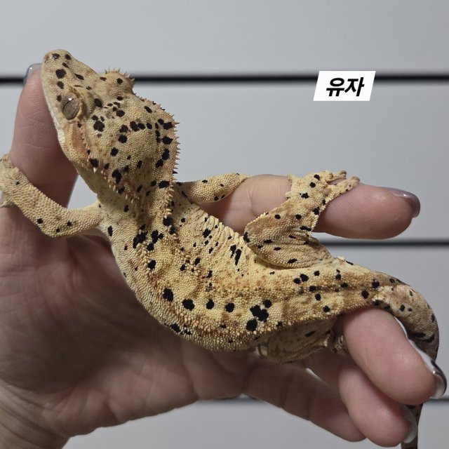 Super Dalmatian