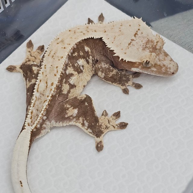 Normal Full Pinstripe Red Tri Drippy White Spot