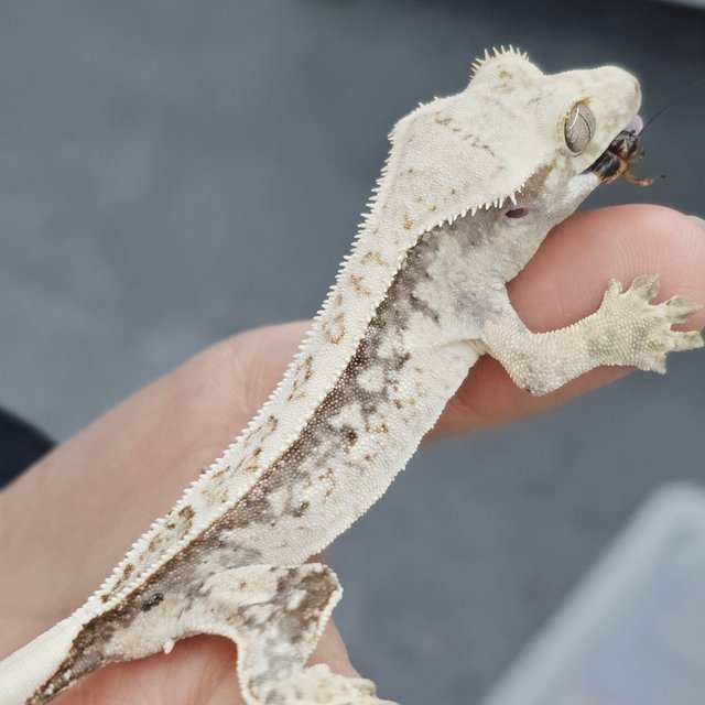 Normal Full Pinstripe White Spot