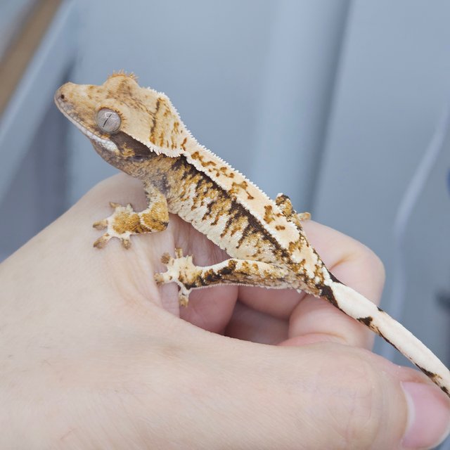 Normal White Spot Tri White Crown