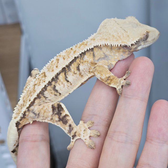 Drippy Normal White Spot Full Pinstripe Tri