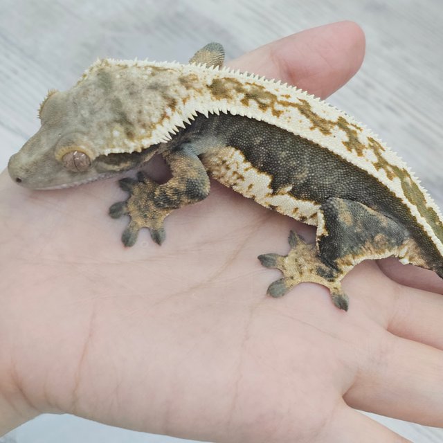 100% Het Axanthic