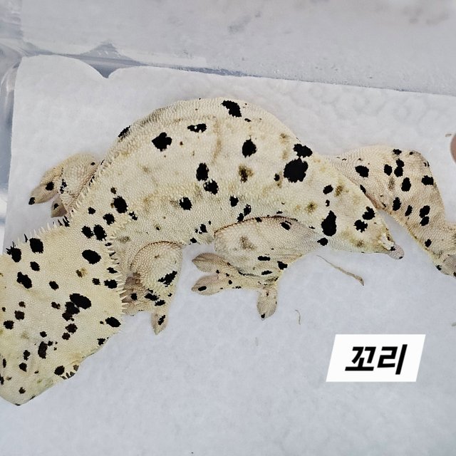 Super Dalmatian