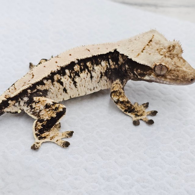 노멀 드리피 화이트스팟 화이트포트홀 화이트