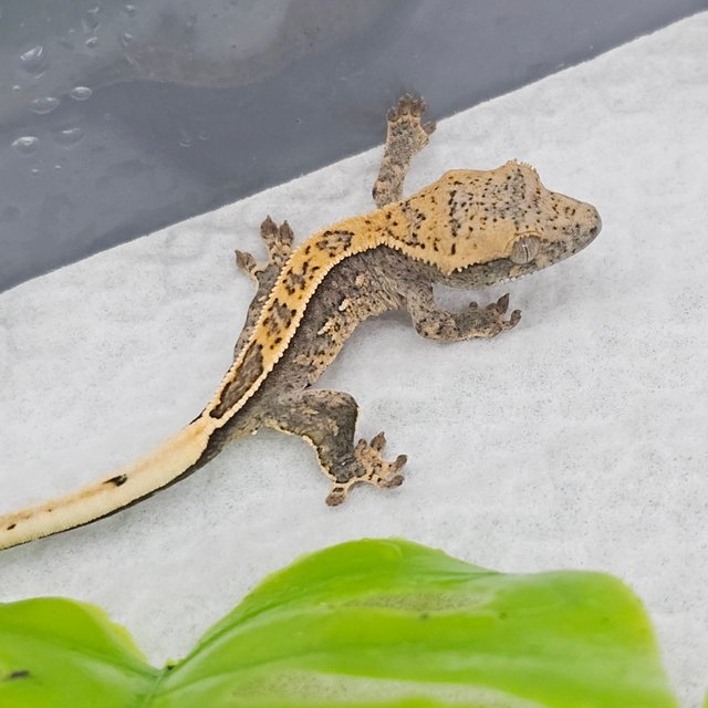 100%헷아잔틱 풀핀