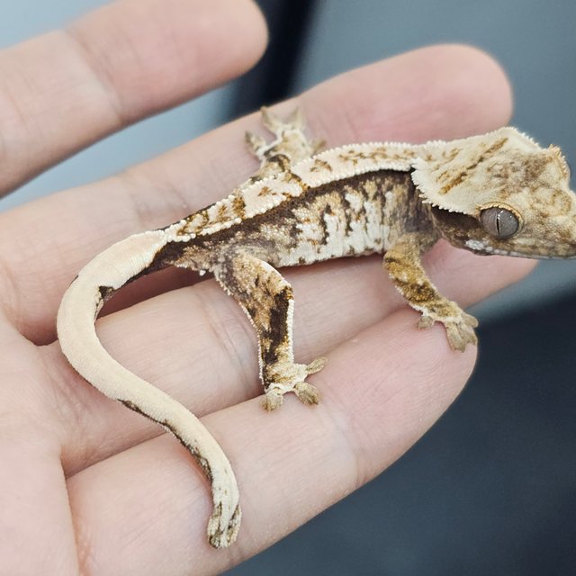 노멀 화이트스팟