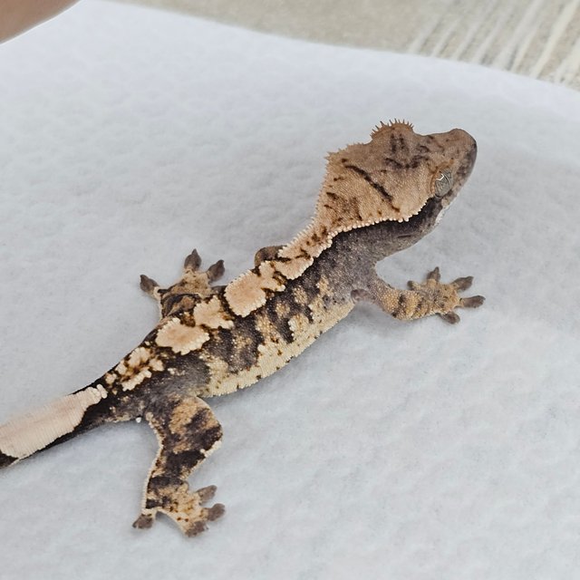 100%헷아잔틱 화이트스팟