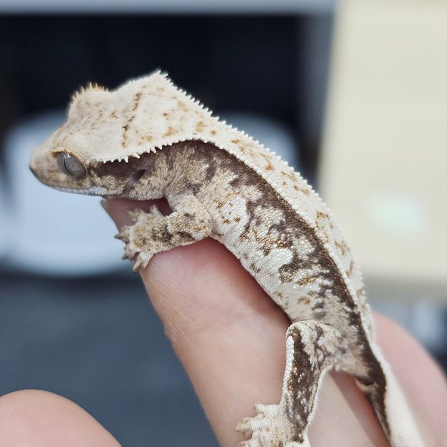 White Normal Quad
