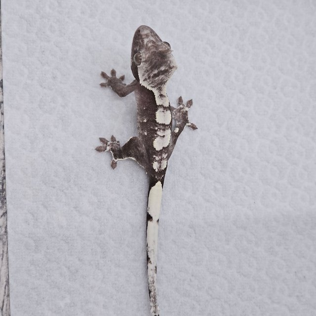 Axanthic