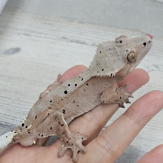 Red Super Dalmatian