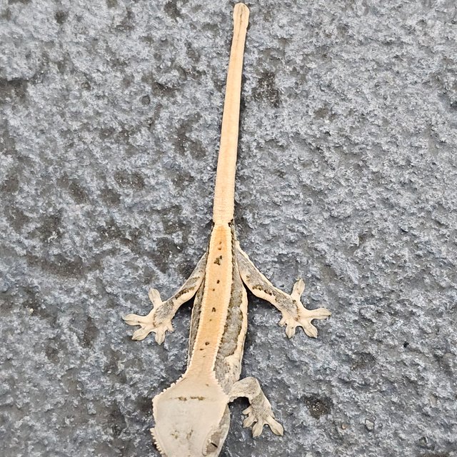 Lilly 100% Het Axanthic