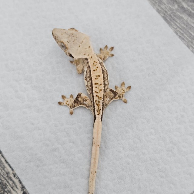 노멀 쿼드 풀핀 화이트